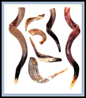 New 14" Rams Kudu Horn Shofar Authentic polished Israel