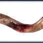 New 40" Yemenite Shofar Horn Kudu Half Polished Natural