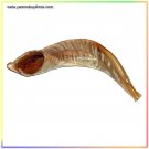 New Kosher Shofar 9"-11" Half Polished Natural Israel