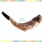Amazing 16" Silver-plated  Rams Shofar Israel Judaica