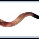 New Yemenite 40" Shofar Kudu Horn Half Polished Natural