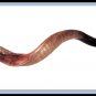 New Yemenite 40" Shofar Kudu Horn Half Polished Natural