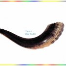Amazing 16" Moroccan Kosher Rams Shofar Judaica Jewish