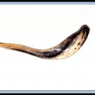 New Kosher Ram Horn Shofar 15-17 Inches Israel Made