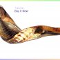 Rams HORN SHOFAR -20" Judaica From Israel New Jewish