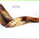 New 20" Rams Horn Shofar Judaica From Israel Jewish