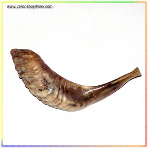 Amazing New Polished Rams Horn Shofar Authentic Israel