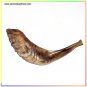 Amazing New Polished Rams Horn Shofar Authentic Israel