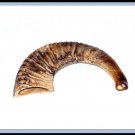 Rosh Hashanah 17" Rams HORN SHOFAR Authentic Natural