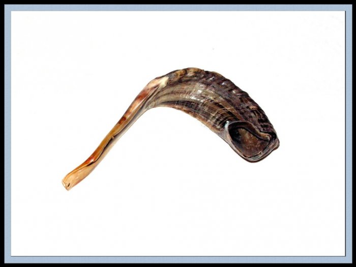 Rosh Hashanah 20" Rams HORN SHOFAR Authentic Natural