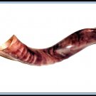 40" Kudu Yemenite HORN SHOFAR Polished Kosher Music