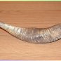Extraordinary 14"-15" Special Polished Kosher Rams Horn Shofar Israel Judaica