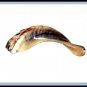 Extraordinary Special Polished 14"-15" Kosher Rams Horn Shofar Israel Judaica