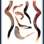 Extraordinary Special Polished 14"-15" Kosher Rams Horn Shofar Israel Judaica