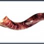 New Kudu Yemenite HORN SHOFAR Polished Kosher Music From Israel Judaica all size