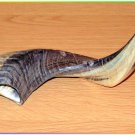 Extraordinary Special Polished 13"-15" Kosher Rams Horn Shofar Israel Judaica