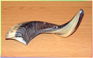 Extraordinary Special Polished 13"-15" Kosher Rams Horn Shofar Israel Judaica