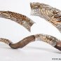 35"-39" Lamp - Olive Leaf Amazing Silver-plated Yemenite Kudu Shofar+Bag