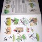 Fifty Favorite Birds Coloring Book (Dover Coloring Book), Softcover