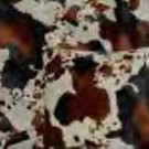 Cow faux fur throw blanket