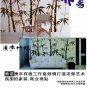 bamboo forest Decor Wall Sticker 147"