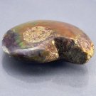 61.19 CT.HUGE NATURAL XTREM PLAY COLOR AMMONITE FOSSIL