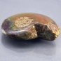 61.19 CT.HUGE NATURAL XTREM PLAY COLOR AMMONITE FOSSIL