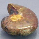 28.55 CT.TERRIFIC NATURAL PLAY COLOR MADA AMMONITE FOSSIL