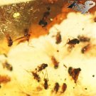 8.48 CT.RARE NATURAL OVAL INSECTS FOSSILS INSIDE WHOLE PIECE RICH YELLOW COPAL