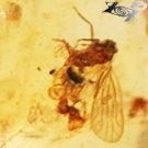 19.43 CT.RARE NATURAL HEART INSECTS INSIDE WHOLE PIECE GOLDEN YELLOW COPAL GEM