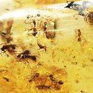 15.37 CT.RARE NATURAL OVAL LOT OF INSECT FOSSILS INSIDE RICH GOLDEN YELLOW COPAL