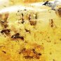 15.37 CT.RARE NATURAL OVAL LOT OF INSECT FOSSILS INSIDE RICH GOLDEN YELLOW COPAL