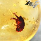 9.9 CT.RARE NATURAL OVAL PERFECT BIG FLEA FOSSIL RICH WHISKEY YELLOW COPAL GEMS