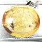 9.9 CT.RARE NATURAL OVAL PERFECT BIG FLEA FOSSIL RICH WHISKEY YELLOW COPAL GEMS