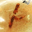 2.47 CT.RARE COLOR NATURAL OVAL PERFECT INSECT FOSSILS RICH WHISKEY ORANGE COPAL