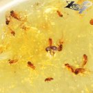 12.18 CT.RARE GRADE NATURAL OVAL PERFECT INSECT FOSSILS LOT RICH YELLOW COPAL