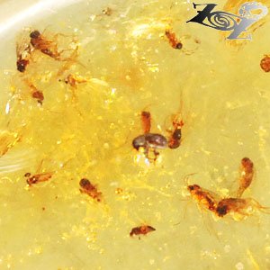 12.18 CT.RARE GRADE NATURAL OVAL PERFECT INSECT FOSSILS LOT RICH YELLOW COPAL