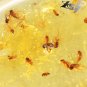 12.18 CT.RARE GRADE NATURAL OVAL PERFECT INSECT FOSSILS LOT RICH YELLOW COPAL