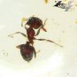5.74 CT.NATURAL ROUND PERFECT BIG ANT INSIDE YELLOW MADAGASCAR COPAL