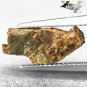 2.06 CT.RARE NATURAL IRIDESCENCE PLAY RICH RED COLOR DRAGON SKIN AMMOLITE SLAB