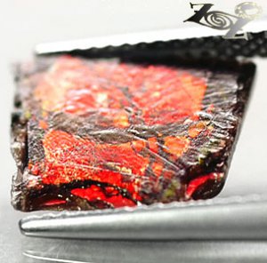 RARE COLOR NATURAL IRIDESCENCE PLAY CRIMSON RED DRAGON AMMOLITE SLAB 1.59 CT.