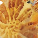 5.39 CT.RARE PERFECT PATTERN NATURAL OVAL AGATIZED FOSSILLIZED CALCAREOUS CORAL