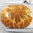4.01 CT.RARE PATTERN NATURAL OVAL RED BROWN SUNRAY FOSSILLIZED CALCAREOUS CORAL