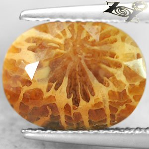 4.01 CT.RARE PATTERN NATURAL OVAL RED BROWN SUNRAY FOSSILLIZED CALCAREOUS CORAL