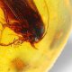Amber and Copal