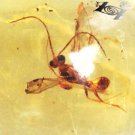 6.33 CT.Natural Oval 15*19 mm Perfect Big Moth Fossil Madagascar Yellow Copal 柯巴