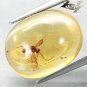 6.33 CT.Natural Oval 15*19 mm Perfect Big Moth Fossil Madagascar Yellow Copal &aelig;�&macr;&aring;&middot;&acute;