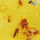 12.81 CT.Natural Oval 16*27 mm. Perfect Lot Insect Fossils Whiskey Yellow Copal