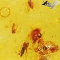 12.81 CT.Natural Oval 16*27 mm. Perfect Lot Insect Fossils Whiskey Yellow Copal