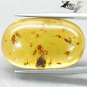 12.81 CT.Natural Oval 16*27 mm. Perfect Lot Insect Fossils Whiskey Yellow Copal